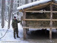 Підгодовуючи дичину в угіддях,  на Кіровоградщині тваринам допомагають пережити зиму