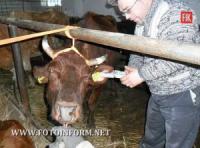 Ідентифікацію великої рогатої худоби в ВЦ-104,  що на Кіровоградщині - завершено