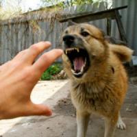Кіровоградці,  як уберегтися від нападу собаки?