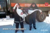 На Кіровоградщині врятовано двох лебедів,  які замерзали на водоймі