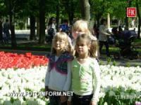 Кировоград: целое море тюльпанов