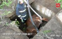 На Кіровоградщині з каналізаційного колектора витягли корову
