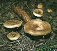 Кіровоградщина: подружжя отруїлося грибами
