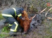 На Кіровоградщині врятували корову