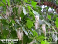 Кіровоград: усі «пухнасті» тополі замінять іншими породами дерев
