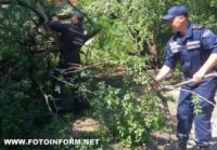 Кіровоград: після дощу по вул. Яновського розчахнулося дерево