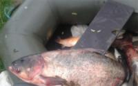 На Кіровоградщині затримали чотирьох осіб,  які здійснювали незаконний вилов риби