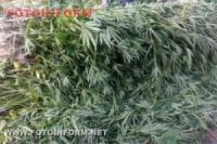 Кіровоградщина: правоохоронці вилучили більше 1500 рослин коноплі