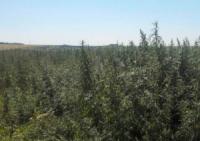 На Кіровоградщині СБУ виявила 10 гектарів конопляного поля