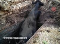 На Кіровоградщині рятувальники вивільнили з пастки корову