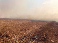 На Кіровоградщині: за добу 4 пожежі пожнивних залишків кукурудзи
