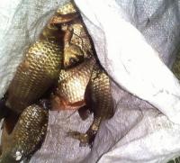 Кіровоградщина: правоохоронці проводять розслідування за фактом незаконного вилову риби