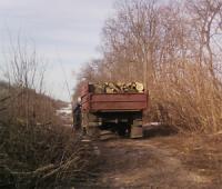Незаконна порубка лісу на Кіровоградщині