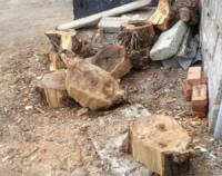 Кіровоградці вже почали пиляти дерева для власних потреб
