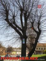 В Кировограде появилась прибитая гвоздями к деревьям реклама