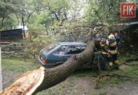 На Кіровоградщині дерево впало на автомобіль