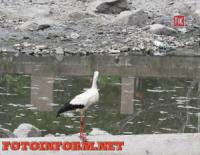 В центрі Кропивницького білий лелека прилетів на полювання