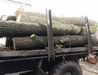 На Кіровоградщині виявили факт незаконної порубки лісу