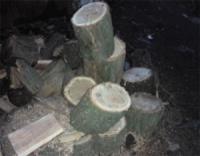 Поліцейські викрили жителя Кіровоградщини у незаконній порубці дерев