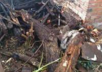 На Кіровоградщині ліквідували 5 загорянь сухої рослинності та сміття