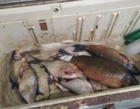 На Кіровоградщині виявили факти торгівлі свіжою рибою під час нересту
