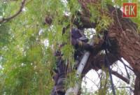Кіровоградщина: на дереві застряв 12-річний підліток