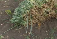 На Кіровоградщині викрили 26 фактів незаконних посівів нарковмісних рослин