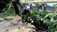 На Кіровоградщині рятувальники 14 разів надавали допомогу по прибиранню дерев