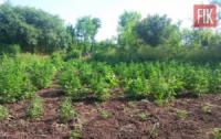 На Кіровоградщині викрито 45 фактів незаконних посівів нарковмісних рослин