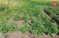 На Кіровоградщині вилучили понад 5 тисяч нарковмісних рослин