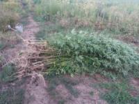 На Кіровоградщині з присадибної ділянки чоловіка вилучили «урожай» коноплі