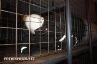 У Кропивницькому рятувальники тренувались в теплодимокамері