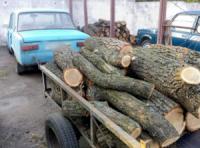 На Кіровоградщині припинили незаконну діяльність осіб,  які спиляли понад півсотні дерев