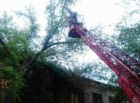 У Кропивницькому рятувальники 3 рази надавали допомогу по розпилюванню та прибиранню дерев