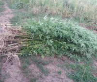 На Кіровоградщині вилучили більше 47 тисяч нарковмісних рослин