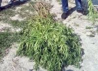 На Кіровоградщині у чоловіка виявили марихуану та насадження понад 100 рослин коноплі