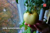 У Кропивницькому дорогі яблука не по кишені городянам