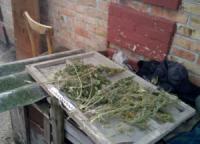 На Кіровоградщині поліцейські вилучили у чоловіка нарковмісні рослини