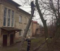 На Кіровоградщині біля школи прибрали аварійне дерево