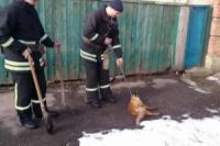 У Кропивницькому рятують тварин,  які потрапляють у складні ситуації