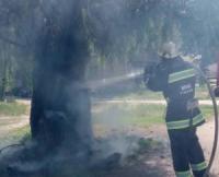 Олександрія: бійці ДСНС приборкали пожежу дерева на відкритій території