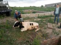 Бобринецький район: рятувальники разом із місцевим населенням дістали корову з ями