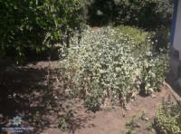 Поліцейські вилучають нарковмісні рослини у жителів Кіровоградщини