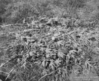 У рамках спецоперації на Кіровоградщині вилучили майже півтори тисячі нарковмісних рослин