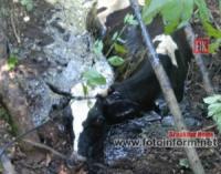 На Кіровоградщині витягли корову з ями,  заповненої смолою