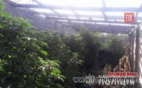 Поліцейські виявили у жителя Кропивницького теплицю з нарковмісними рослинами