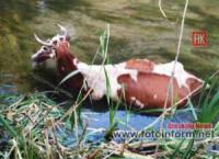 У Кропивницькому бійці ДСНС дістали корову з річки