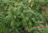 Поліцейські повідомили жительці області підозру у вирощуванні нарковмісних рослин