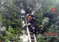 Олександрія: рятувальники зняли кошеня з високого дерева