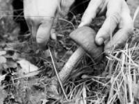 На Кіровоградщині зареєстровано черговий випадок отруєння грибами